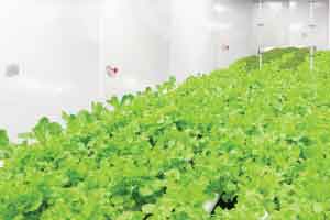 agrfac-application1 Cannabis growing facility